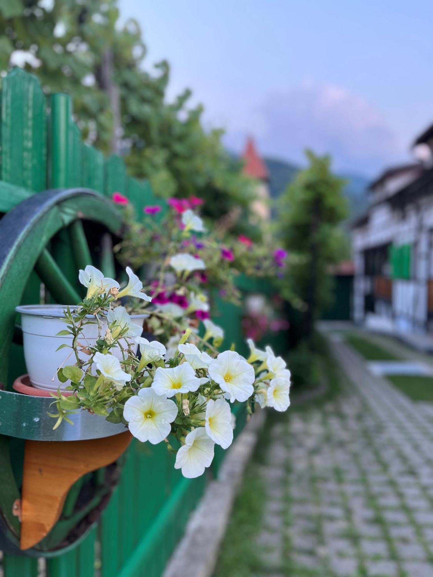 Guest house Pensiunea